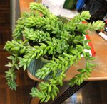 玉珠簾_20071210_頂