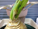 風信子_20080306_3