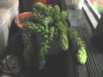 玉珠簾_20080310_1