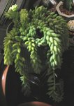 玉珠簾_20080310_3