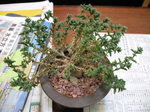 小松波_20080310_頂