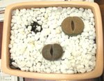 生石花_20080310