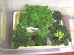 溫箱+堇兒_20080409_1