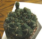 緋花玉_20080409