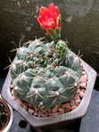 緋花玉_20080419