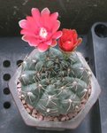 緋花玉_20080420