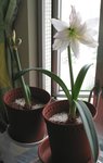 花孔雀_女神_20080426
