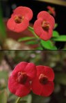 虎剌梅_20081108_2