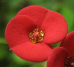 虎剌梅_20081108_3