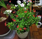 虎剌梅_20081108