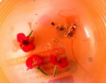虎刺梅種子_20081121