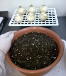 風信子_植料_20081126