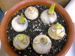 風信子_20081227