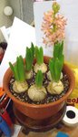 風信子_20090130