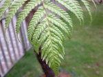 筆筒樹_20090308_3