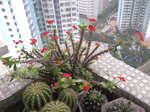 虎刺梅_20090328