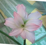 女神_20090413