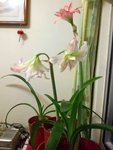 花孔雀&女神_20090415