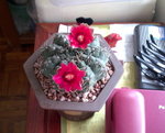 緋花玉_20090419