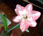 花孔雀_20090419
