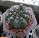 緋花玉_20090510