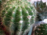 金盛丸(草球)_20090523