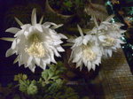金盛丸_20090618_2