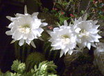 金盛丸_20090618_3