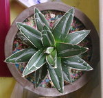 Agave victoriae-reginae _20090817
