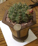 緋花玉_20091006
