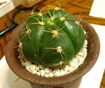 聖王丸_20100327