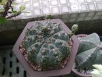 緋花玉_20100403