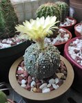 花園兜_20140602_1