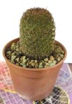 Mammillaria matudae_20140621_1