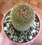 Mammillaria matudae_20140621_2