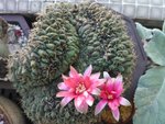 緋花玉綴化_20140628