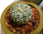 兜2_20100327