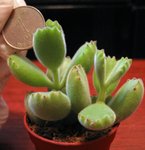熊童子5月1日1