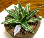 Agave victoriae-reginae_20100327