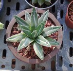 Agave victoriae-reginae (A)__20091017