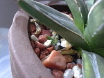 Agave victoriae-reginae (A)__20091129_1