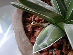 Agave victoriae-reginae (A)__20091129_2