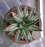 Agave victoriae-reginae (A)__20091129_3