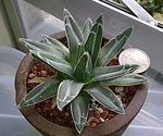 Agave victoriae-reginae (A)__20091129_4