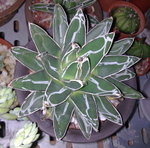Agave victoriae-reginae (B)__20091017