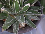 Agave victoriae-reginae (B)__20091129_1