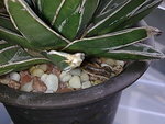 Agave victoriae-reginae (B)__20091129_2