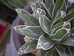 Agave victoriae-reginae (B)__20091129_3