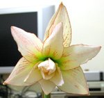 Aphrodite 女神_20080422