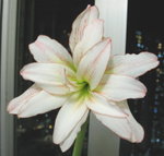 Aphrodite 女神_20080423b